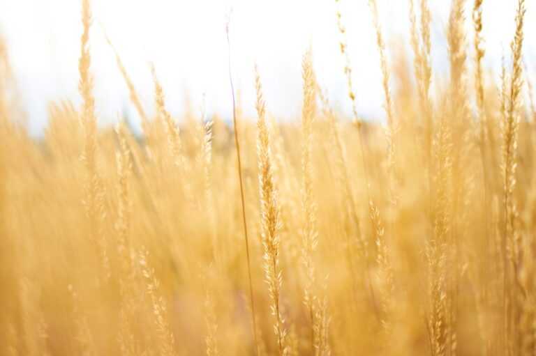 Photo Microelements, Agriculture