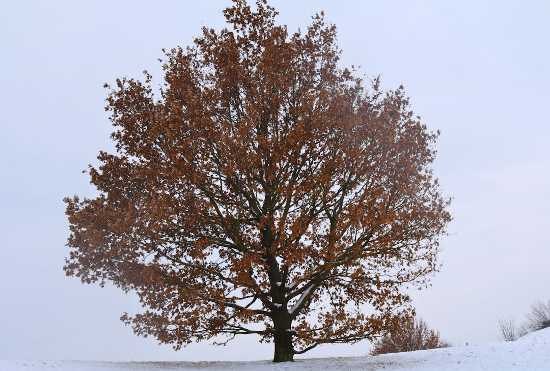 Photo Decision tree