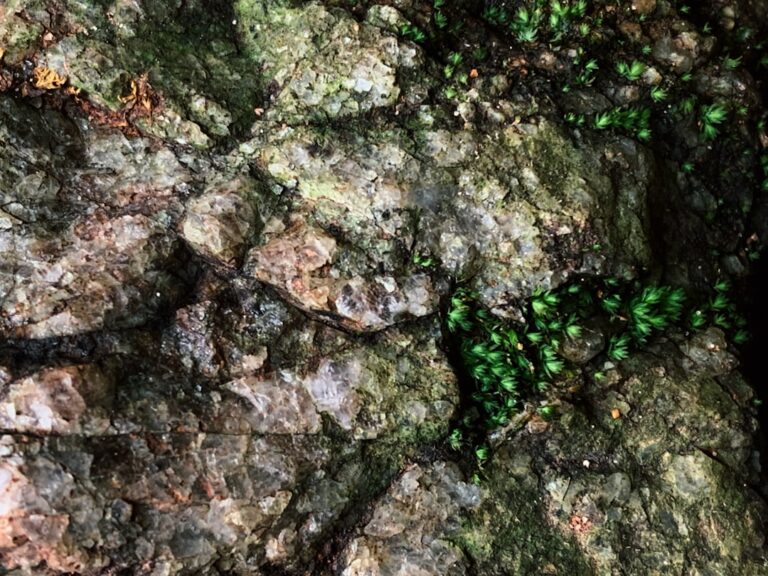 Photo Emergent properties AI