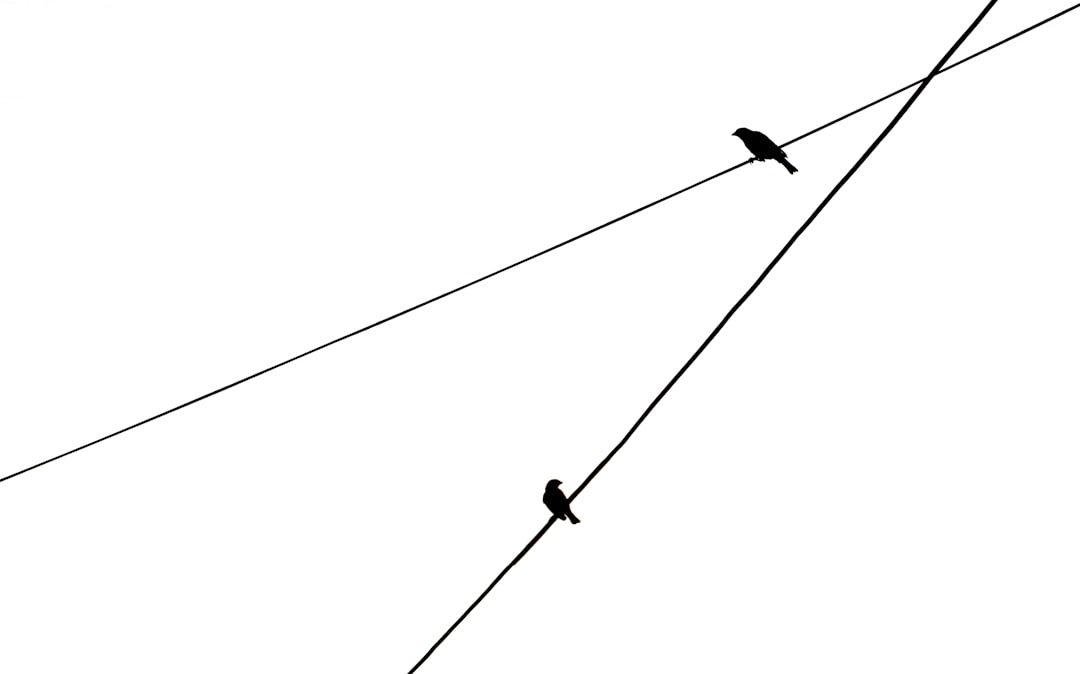 GraphQL kontra REST: który jest lepszy? 1 Photo GraphQL