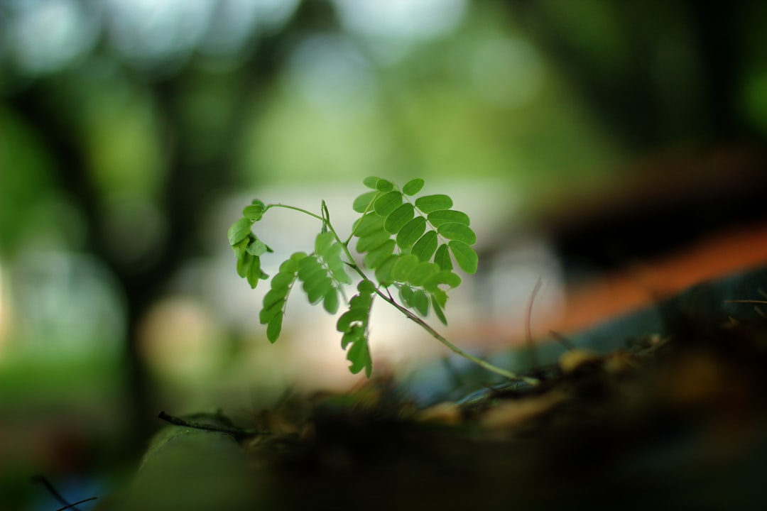 Cykl życia widoku: od narodzin do zniknięcia 1 Photo life cycle